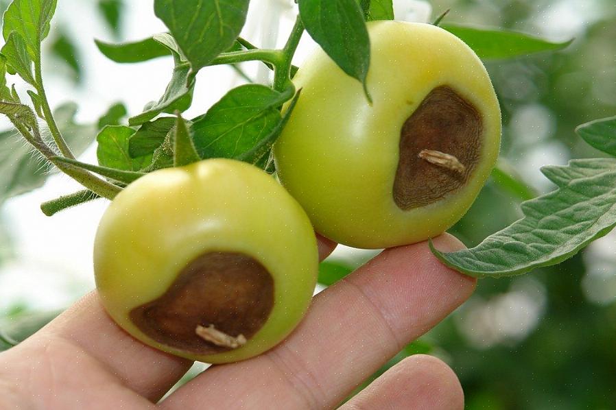 Hvorfor bliver bunden af tomater sort og blød