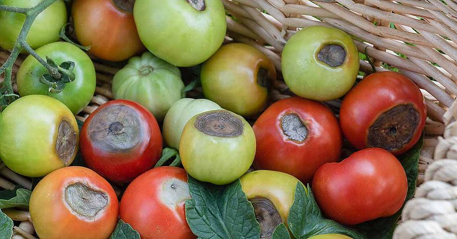 Skal du fjerne de beskadigede tomater - de vil fortsætte med at vokse