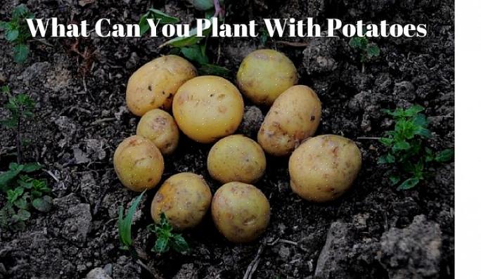 Det er endda bedst at undgå at plante kartofler er den samme jord