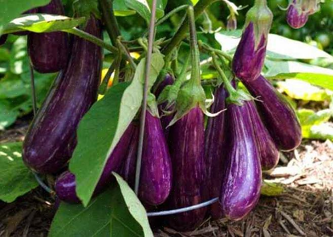 En vindende popularitet i Europa er opført som 'tyrkisk aubergine' eller 'tyrkisk italiensk aubergine'