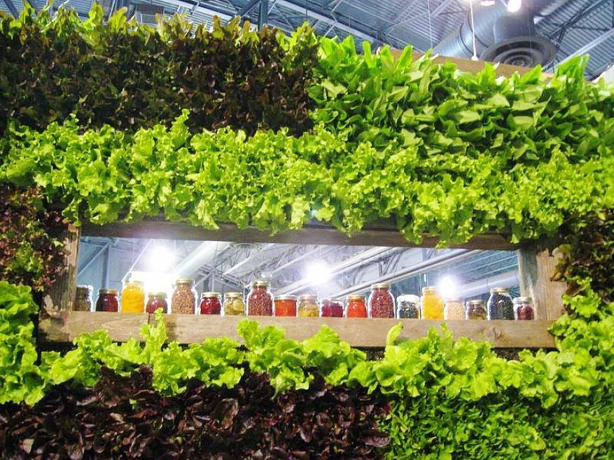 Hvordan man dyrker salat indendørs