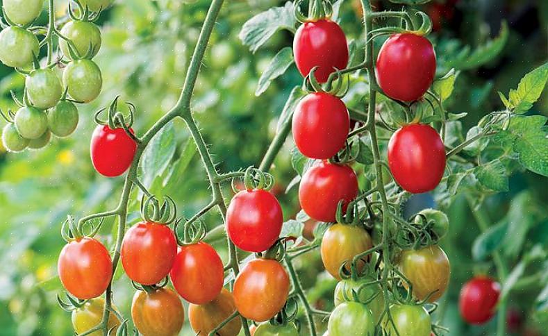 Beauty queen - Beauty Queen er en produktiv producent af små til mellemstore tomater