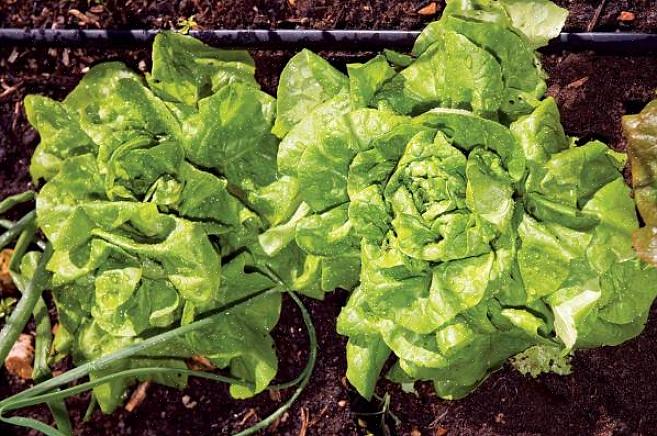 Salat er let at dyrke