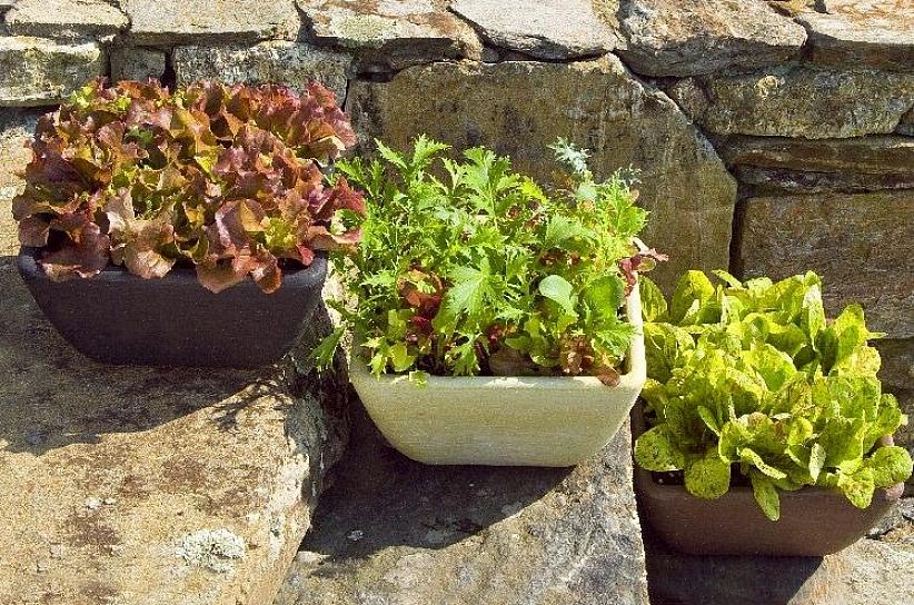 Salat kan let sås i haven