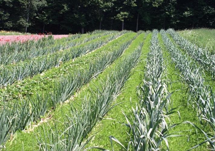 Intercropping giver dig mulighed for at øge sundheden for alle planter