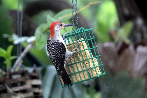 Unge fugle kan også besøge suetfoder til et let måltid med masser af energi for at hjælpe dem med at vokse