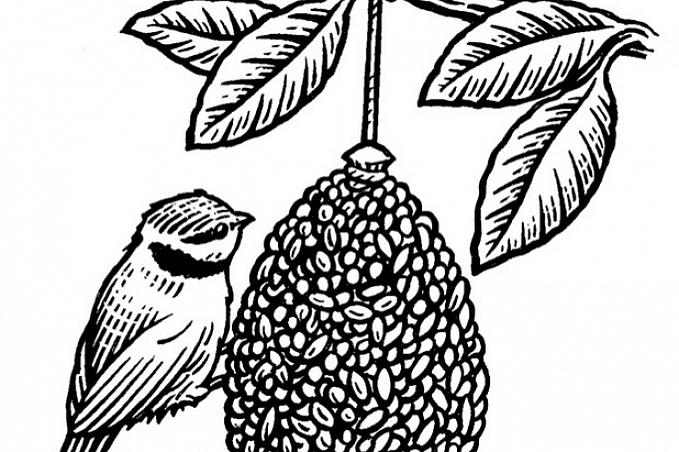Med kun få enkle trin kan du forvandle en grundlæggende fyrretræ til en lækker fuglefoder