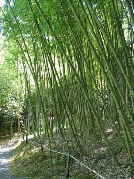 Bambus er en af de mest nyttige planter dyrket i verden