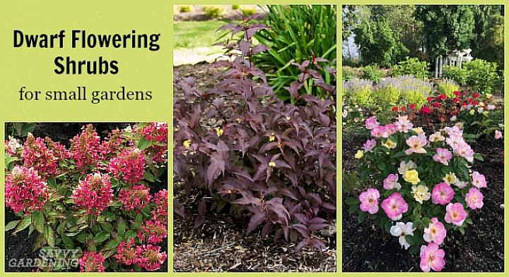 Hvorpå du kan fylde din have eller containere med blomstrende planter uden at bruge meget eller overhovedet