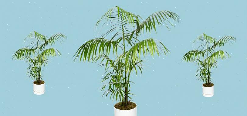 Under de rette forhold vil en kentia-palme til sidst vokse til en storslået prøveplante