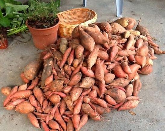 Det tager 100 til 140 dage for søde kartofler at dyrke høstbare knolde afhængigt af sorten