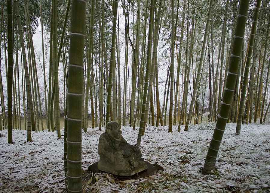 For at dyrke bambusplanter i det nordlige klima skal du finde en af de koldhårdede bambusplanter