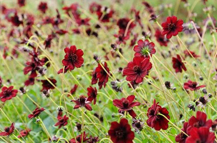 Med sine dybeste rødbrune blomster er arvestykket 'Chocolate Solider' columbine en havedesigners glæde