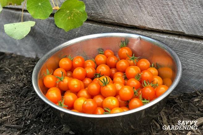 Frø gemt fra hybride tomater går ikke i opfyldelse