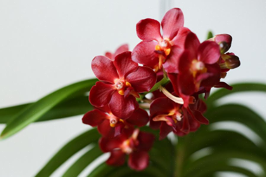 Ascocentrum planter er tæt beslægtede med vandas