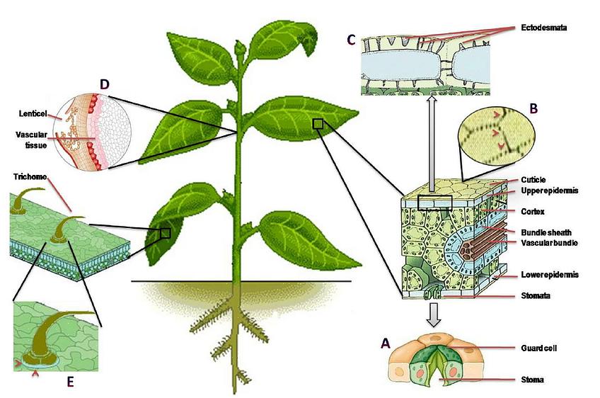 En bladanvendelse kan henvise til enten bladfodring eller anvendelse af bladpesticid