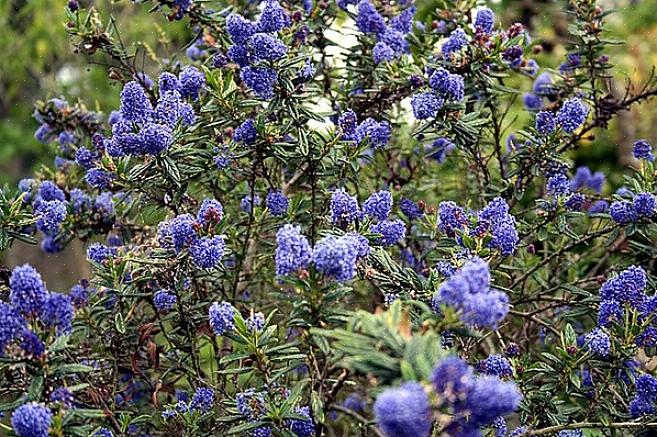 Den blå blomst ceanothus (Ceanothus thyrsiflorus) er en stedsegrøn busk