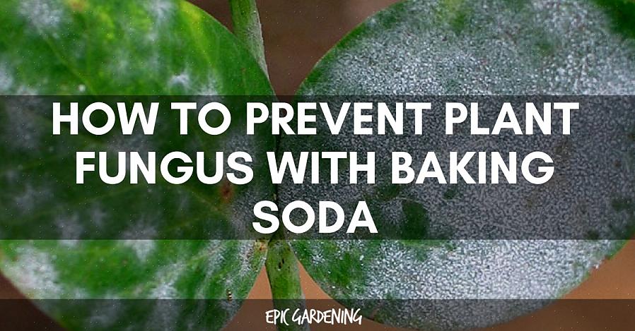 Skal du stoppe med at anvende bagepulver på din plante