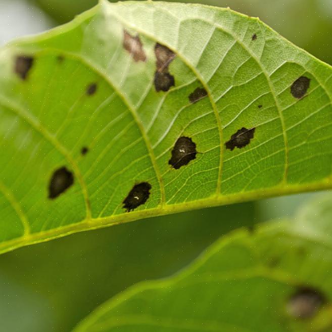 Sygdommen er rapporteret om omkring to dusin Prunus-arter