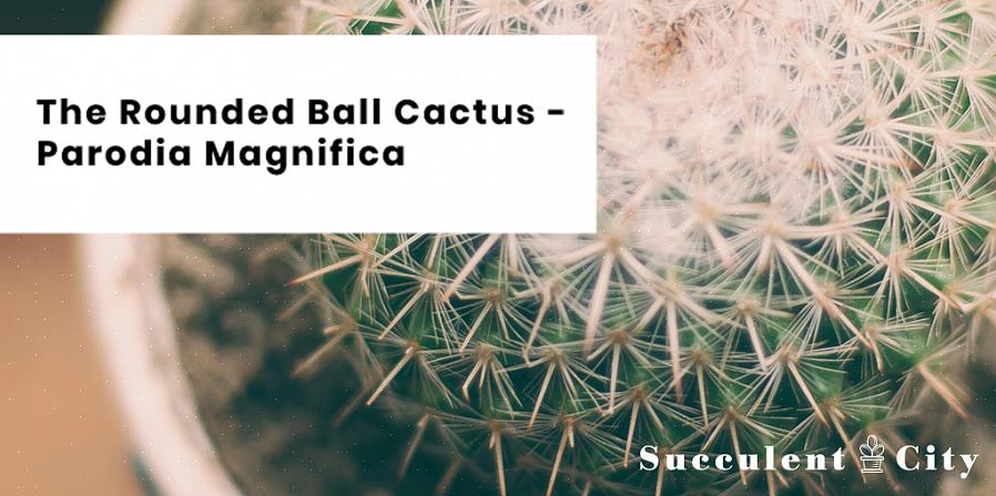 Parodia-kaktuser kan formeres let fra forskydninger