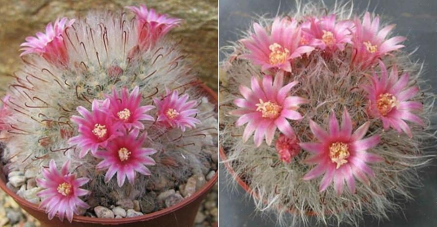 Mammillaria-kaktuser kan formeres let fra forskydninger