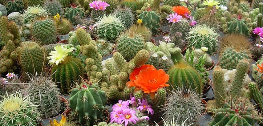 Rebutia-kaktus kan formeres let fra forskydninger