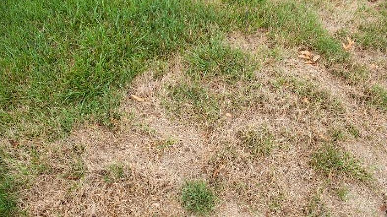 At der kan opstå døde pletter på din græsplæne