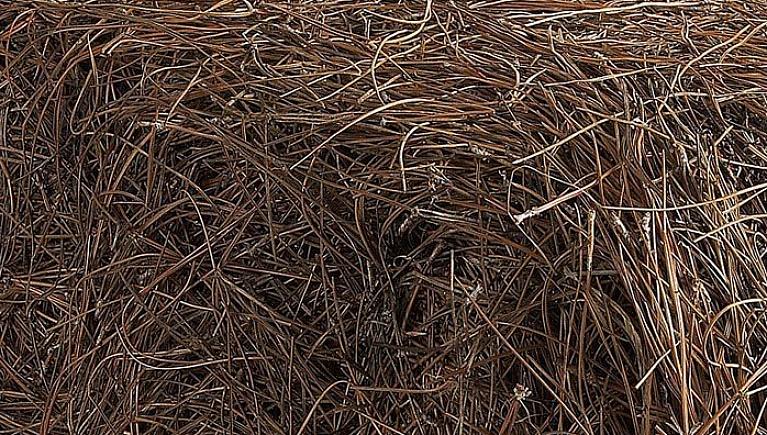 Pine nåle er generelt et godt valg til mulch