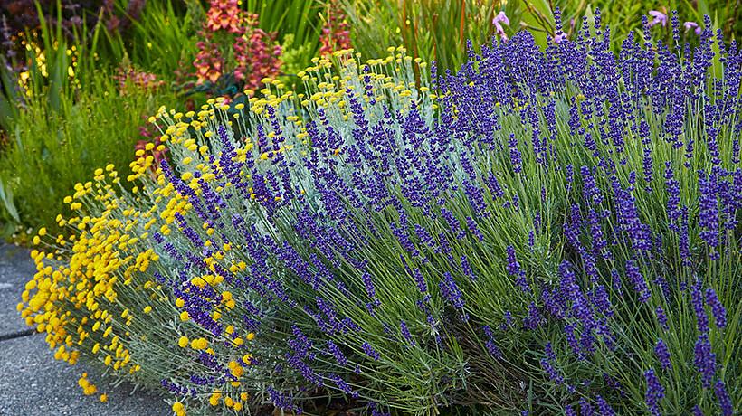 Lavendel er ikke den nemmeste plante at dyrke i de fleste områder