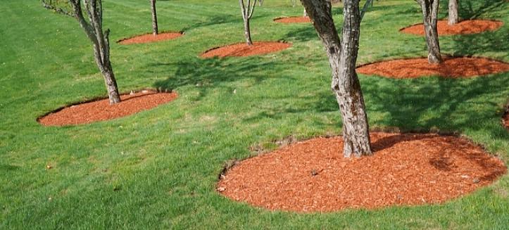 Drager typisk mest fordel af et lag af mulch på 2- til 7,60 cm omkring deres base
