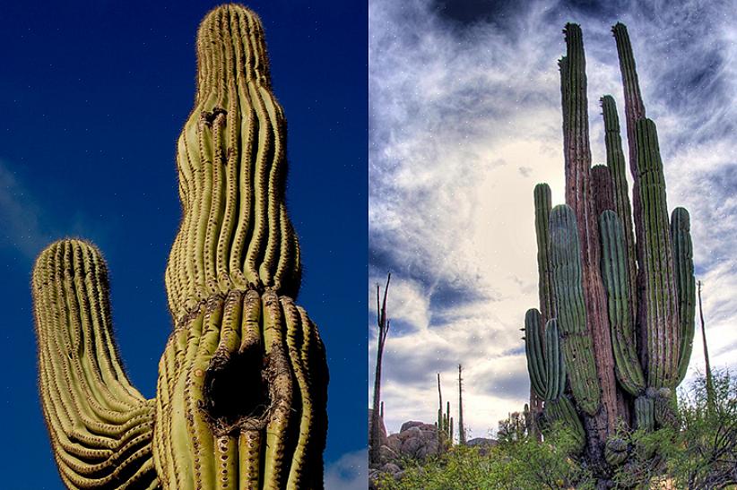 Saguaro-kaktussen er beskyttet