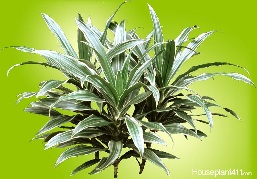 Dracaena-slægten har leveret nogle af de mest robuste stueplanter
