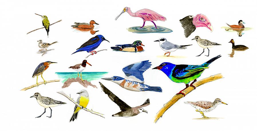Hvilke arter tæller med i en fugleliste