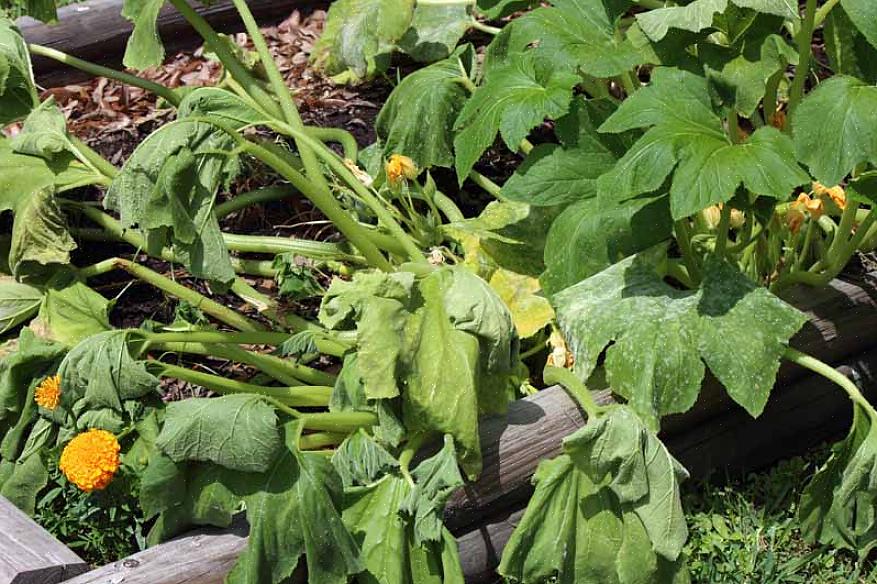 Den aster gule patogen overlever ikke på en død plante