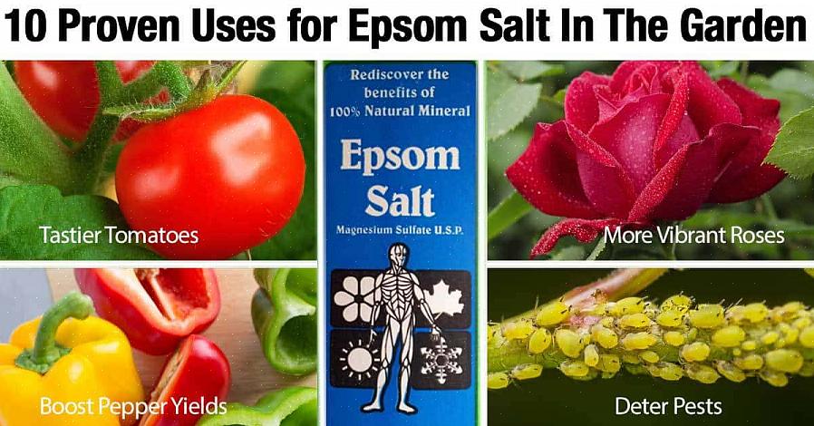 For løbende rosenpleje blandes 1 spsk Epsom-salte pr