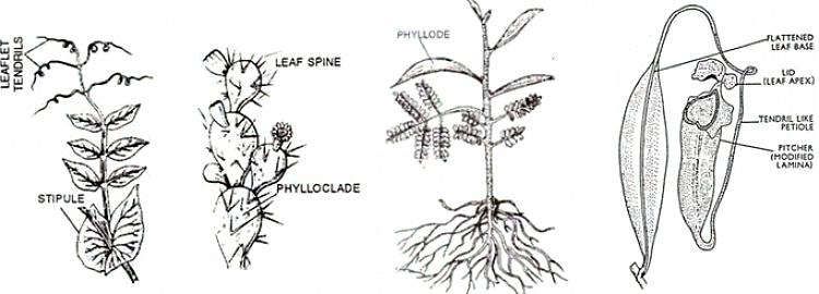 I blomstrende planter er en petiole generelt slank