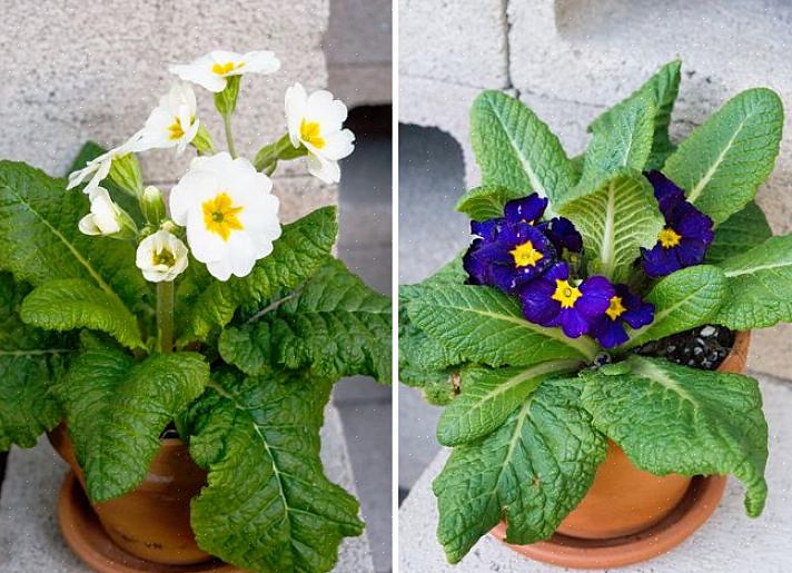 Primula er faktisk en glimrende indendørs potteplante til vinter- eller forårets blomster