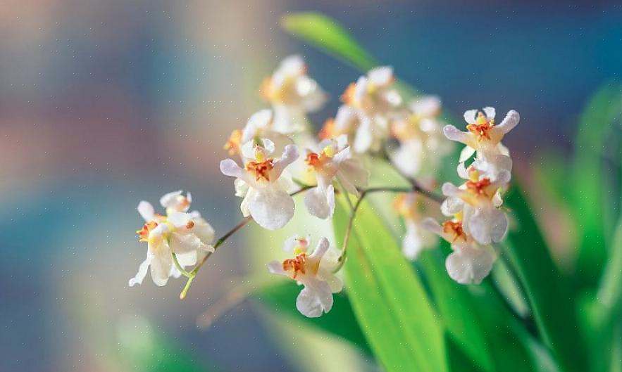 Mellemliggende til varme orkideer