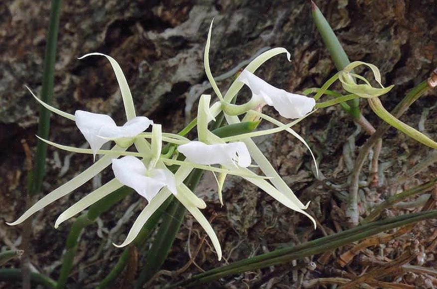 Brassavola orkideer er mølbestøvede