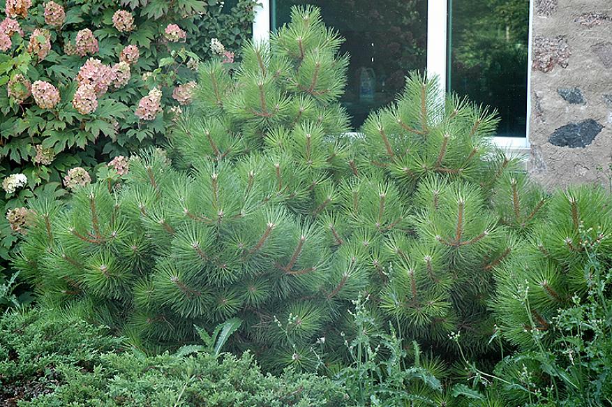 Den østrigske fyr (Pinus nigra) kan være den perfekte nåletræ til dit bylandskab