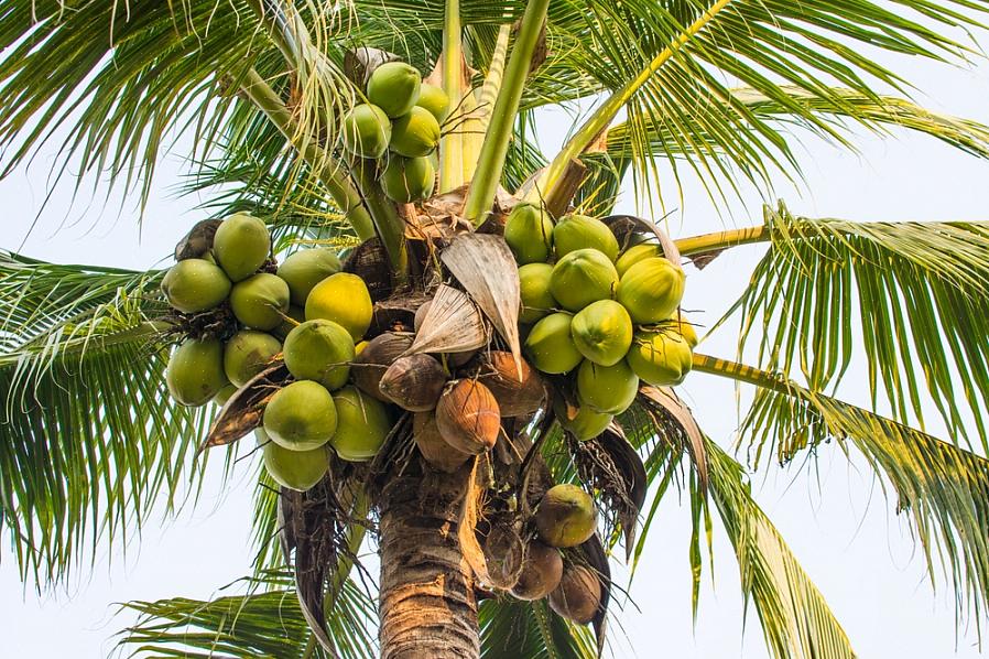 Endelig kan kokosnødder i deres oprindelige miljø nemt nå 100 meter eller mere