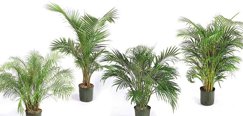 I den indendørs børnehavehandel ses to varianter af Phoenix-palmer ofte