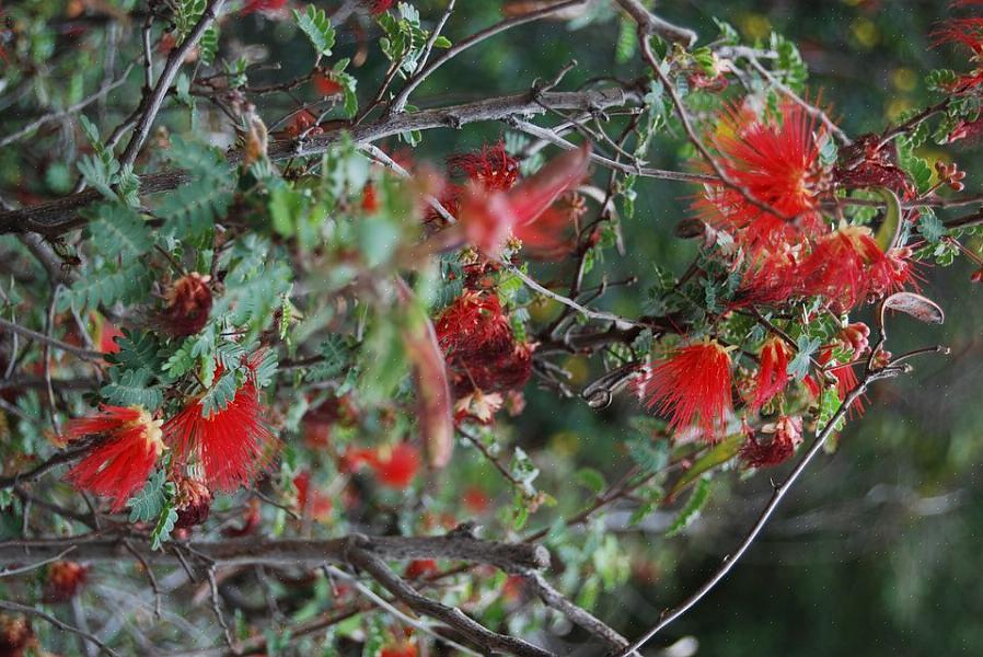 Fairy Duster-blomsterne er røde eller lyserøde bløde blomsterkugler med et fjeragtig udseende