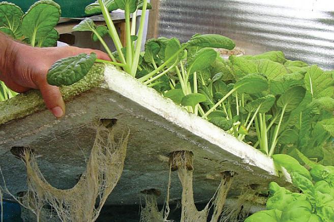 Salatflådemetoden er den mest ligefremme metode til hydroponics derude