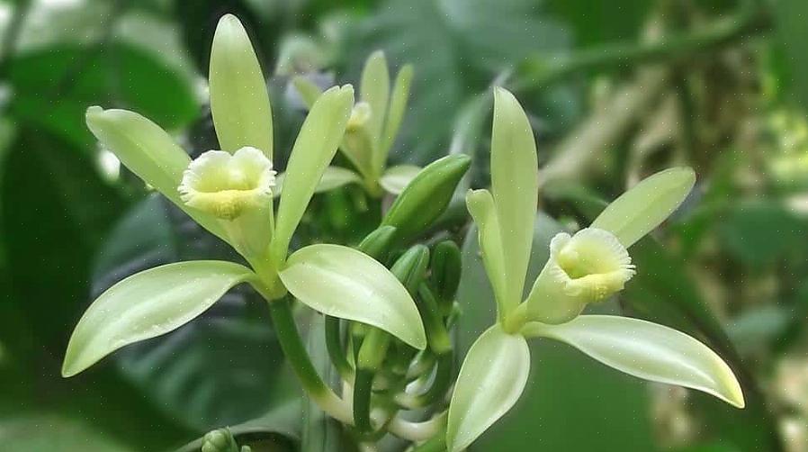 Vanilje orkidé er ikke en let plante at dyrke for begyndere