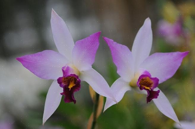Den nyligt definerede Laelia-slægt indeholder kun et par mexicanske Laelia-orkideer