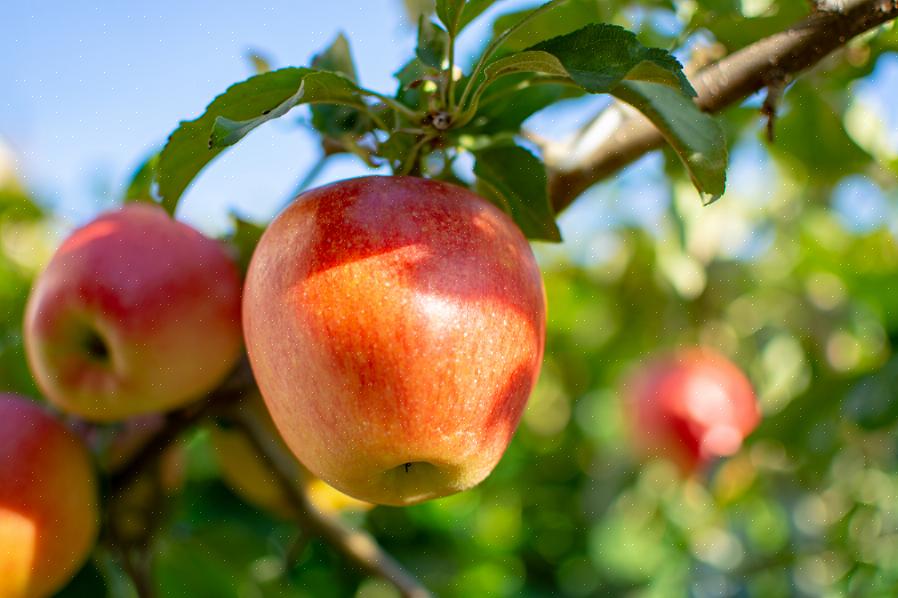 At et inficeret crabapple-træ kan sprede sygdommen til et nærliggende æbletræ