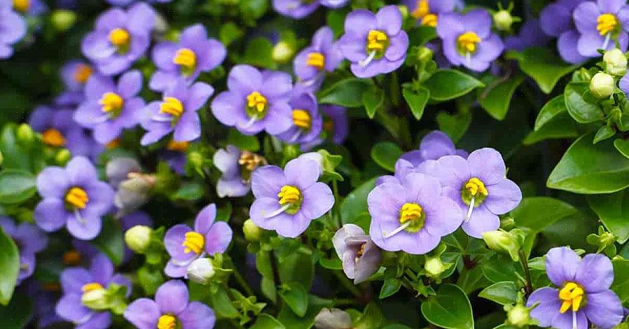 Persiske violer er relateret til impatiens snarere end violer