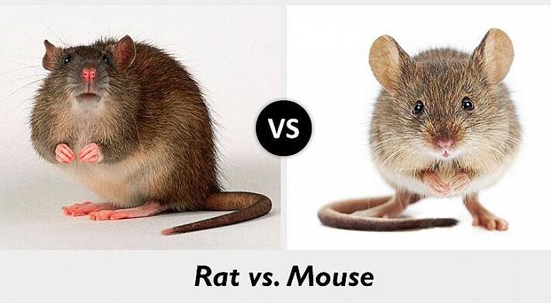 De mest almindelige rotter i Europa er Norge rotte