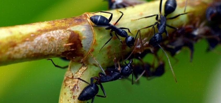 Men forskellige myrer har forskellige madindstillinger